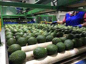 Managro invests in Colombian avo expansion